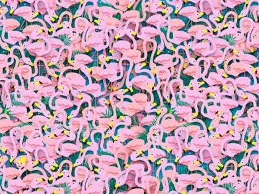 Optical illusion asks you to find hidden figure in sea of flamingos - but you're against the clock
