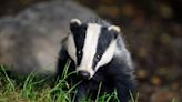 Badgers facing ‘extinction risk’ if culling continues, wildlife charities warn