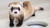 Cloning makes three: Two more endangered ferrets are gene copies of critter frozen in 1980s