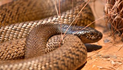 SC man reports snake bite, first responders find 14 venomous snakes in home