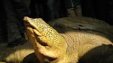 An Extremely Rare, Revered Reptile Is on the Brink of Extinction After Last Female Dies