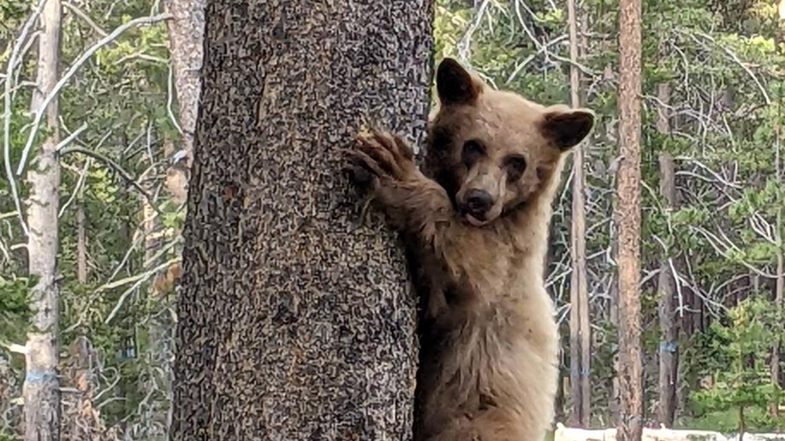 Is California's bear population increasing? Here's what to know