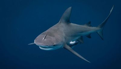 How to survive a shark attack or better yet, avoid one entirely