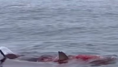 Shark at Nantucket beach spotted devouring seal close to shore: ‘Beachgoers should never swim near seals’