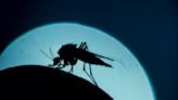 What to Know About Locally Acquired Malaria Cases in the U.S.—the First in 20 Years