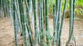 How to Get Rid of Invasive Bamboo