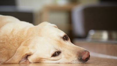 Veterinarians List Signs Indicating a Dog Might Be Depressed