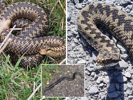 The locations of every snake spotted in the North East and if they are dangerous