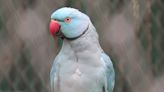 Bird Who Gives Kisses and Says ‘I Love You’ Is Nicer Than Most Humans