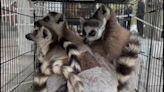 Significant Blow to the Illegal Pet Trade: Big Bust Rescues Dozens of Lemurs and Tortoises