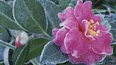 5 garden plants that are prolific flowerers in winter - they'll bloom in your backyard even in the coldest months