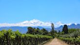 Mendoza: cómo evoluciona el turista brasileño que cayó cinco metros desde la terraza de una reconocida bodega