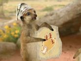 Save the Humpty Dumpty; Save the Meerkats