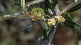 La óptima floración del olivo en Jaén hace presagiar “una buena cosecha de aceite”