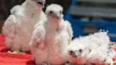 ‘A new generation’: Peregrine falcon chicks return, hatch atop Nebraska State Capitol