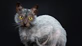 9 Rare Cat Breeds Most People Don't Know About