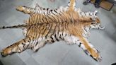 Maharashtra: Six detained after tiger skin seized in Jalgaon