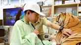 關西六福莊「小小獸醫實習營」 讓孩童體驗動物園獸醫實習