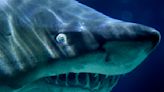 Not a B movie: Sharks are ingesting cocaine in the ocean, scientists find