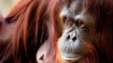 Orangutan Instinctively Uses Plant to Treat Wound and Even Scientists Are Impressed