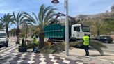 Elche sigue revisando las palmeras del casco urbano para evitar problemas de seguridad