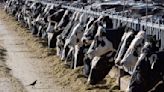 Bird flu virus detected in beef from an ill dairy cow, but USDA says meat remains safe - The Morning Sun