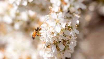 Colorado has a pollinator problem. Here's how you can help bring back bees and butterflies