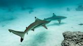 'Cocaine sharks' found off coast of Brazil