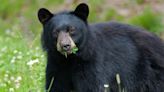 Want to hunt black bears in Missouri? Here's how to apply for the permit lottery drawing