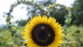 Una familia nicaragüense crea un negocio turístico con un campo de girasoles