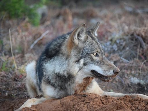 Hunting groups sue feds in Michigan in effort to loosen gray wolf protections