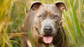 Dispelling the Top 5 Misconceptions Around Pit Bulls