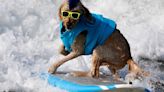 Surf's Up, Dawg! Gnarly Pups Catch Waves At World Dog Surfing Championship