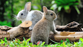 California Rescue Caring for 'Hundreds' of Abandoned Bunnies Issues Stern Warning