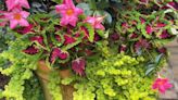 6 container plant combinations that are proven winners