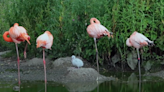 Flamingo chick abandoned as egg adopted by new parents
