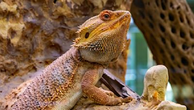 How long do bearded dragons live? The answer may surprise you.