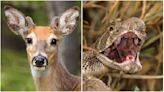 Viral video of deer eating a snake isn't as weird as you might think