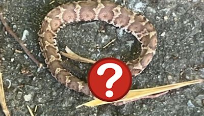 日本福岡山區驚現激罕「兩頭蛇」 誕生機率十萬分之一命運卻悲慘