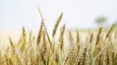 Bioceres começa venda de sementes de trigo transgênicas na Argentina