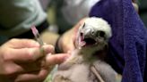 Father and son who stole wild falcon eggs caught out by DNA testing