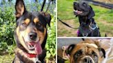 5 dogs looking for their forever homes before summer