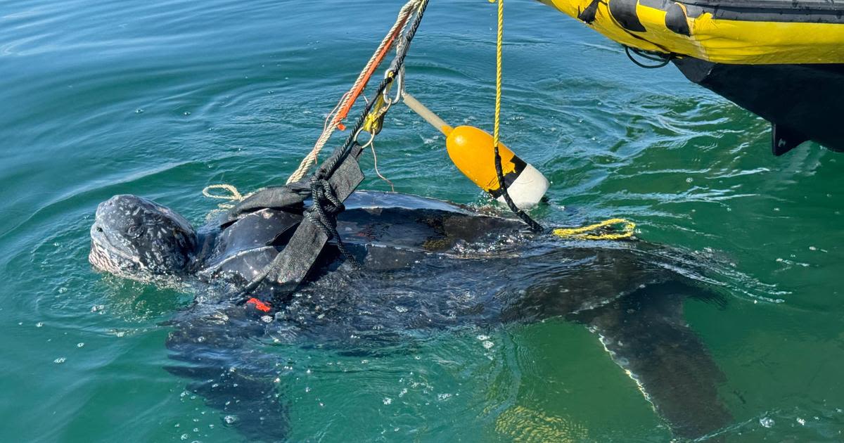 Rescuers save 400-pound sea turtle tangled in fishing gear on Cape Cod