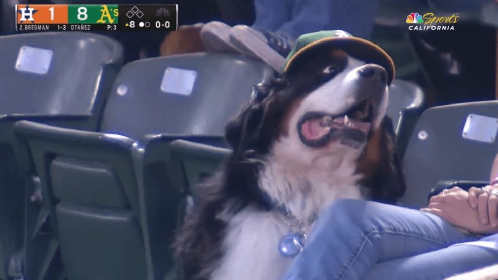 Watching this dog wearing an A's hat getting booped on the nose at an Oakland game will make your day