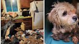 Parents Charged After Son Found Living In 'Deplorable' Home With Nearly 80 Animals