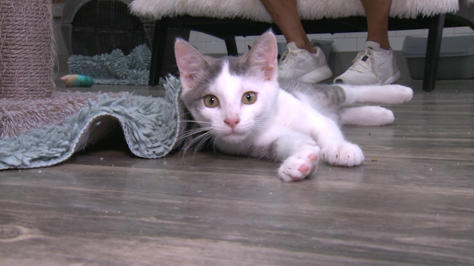 Purrfect Day Cafe in Louisville celebrates 10,000 cat adoptions