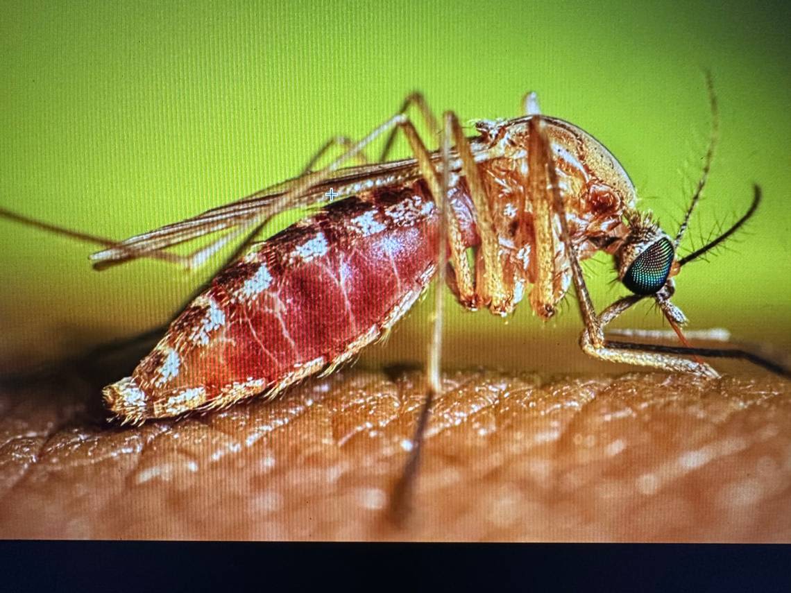 Rare Oropouche virus spotted in several cities for the first time, Cuba authorities say