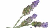 Infusión de lavanda para aliviar el estrés