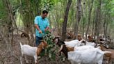 Este ‘escuadrón de cabras’ facilita el crecimiento de los árboles