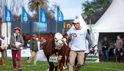 Hereford prepara la segunda edición de la jura de novillos a bozal